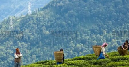 ഇന്ത്യൻ തേയില കയറ്റുമതിയിൽ ചരിത്രനേട്ടം; വരുമാനം 8719 കോടി രൂപയായി ഉയർന്നു