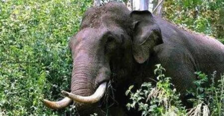 സൂര്യനെല്ലിയിൽ കാട്ടാനയുടെ ആക്രമണം: മകൾക്കായി കാത്തുനിന്ന മാരിക്ക് ദാരുണാന്ത്യം, മകന് ഗുരുതര പരിക്ക്