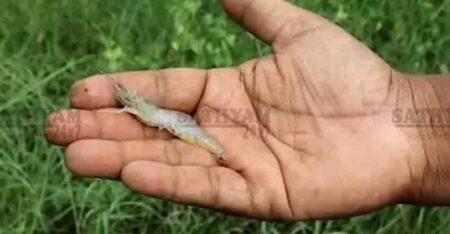 വൈദ്യുതി മുടക്കം വിനയായി; കൊടുങ്ങല്ലൂരില് ലക്ഷങ്ങളുടെ നഷ്ടവുമായി ചെമ്മീന് കര്ഷകന്, കെഎസ്ഇബിക്കെതിരെ ആരോപണം