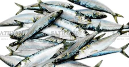 അടുത്ത വർഷം മത്തി കിട്ടാക്കനിയാകും; കേരളത്തിൽ മീൻവില കുതിച്ചുയരാൻ സാധ്യതയെന്ന് സിഎംഎഫ്ആർഐ മുന്നറിയിപ്പ്