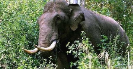 ഗൂഡല്ലൂരിൽ കാട്ടാനയുടെ ആക്രമണം: തേയിലത്തോട്ടം തൊഴിലാളിക്ക് ദാരുണാന്ത്യം